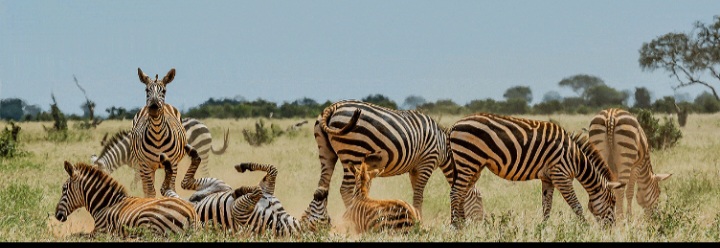 Screenshot_20250406_162605_Perplexity