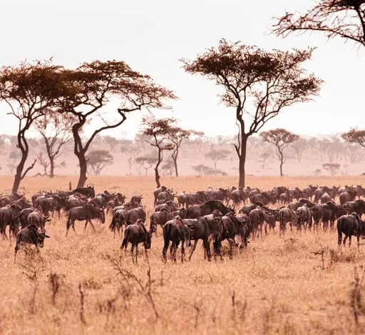 e17e84ea-435d-56be-8b79-61a4649aa885